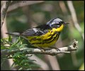 _6SB1880 magnolia warbler